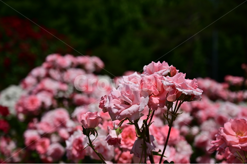장미,rose,꽃,flower,식물,장미광장
