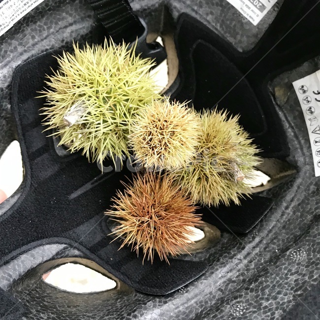 가을,밤,초록색,갈색,자연