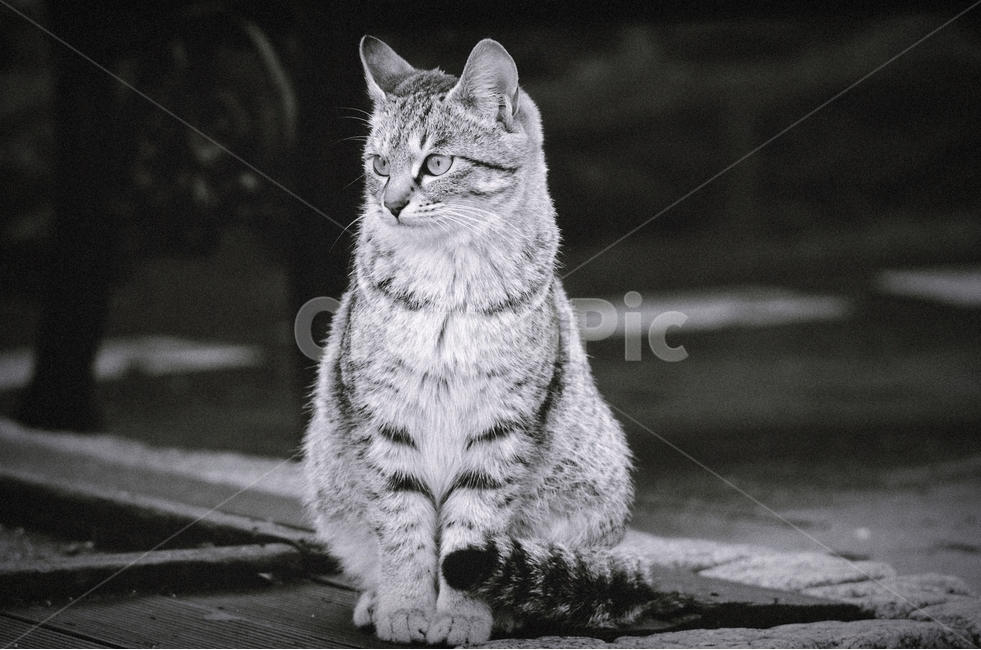 고양이,길냥이,감성사진,공원,남산,동물,animal,포유류,mammal,고양이,cat,kitten,kitty,감성,sensible,feeling,흑백,모노톤,monochrome,black and white