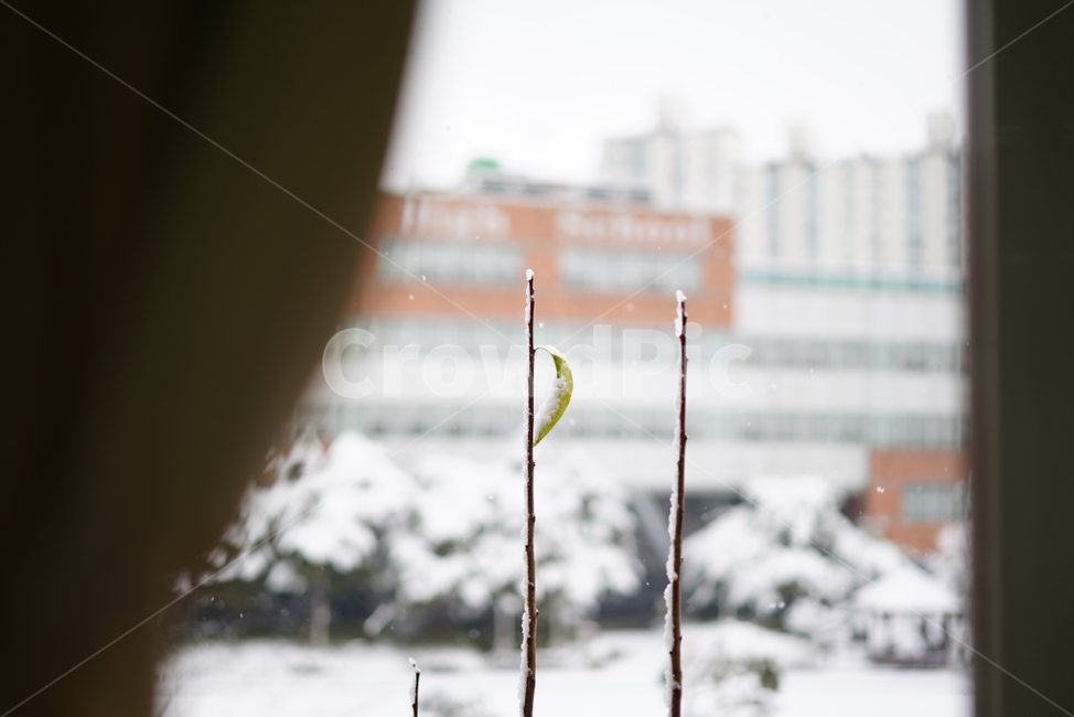 눈,추위,겨울,흰색,화이트,snow,winter,white,식물,생물,가지,설경,감성,날씨,겨울,계절,winter,season,식물,자연,plants,nature