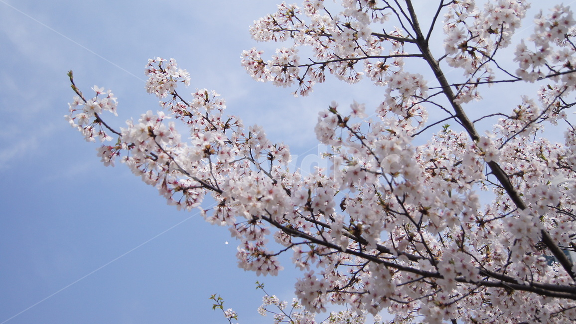 봄,꽃,하늘,벚꽃,산책,감성,식물,자연,plants,nature,꽃,flower