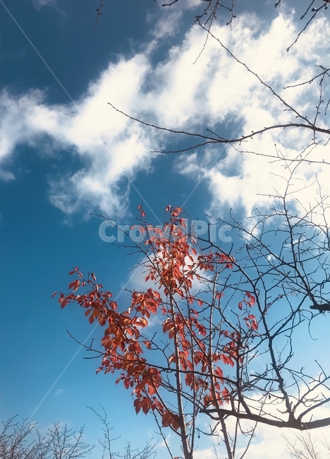 가을,낙엽,가을하늘,단풍,가을풍경,가을,계절,fall,autumn,season,plant,식물,leaf,잎,tree,나무
