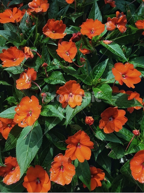 꽃,감성,flower,redflower,풍경