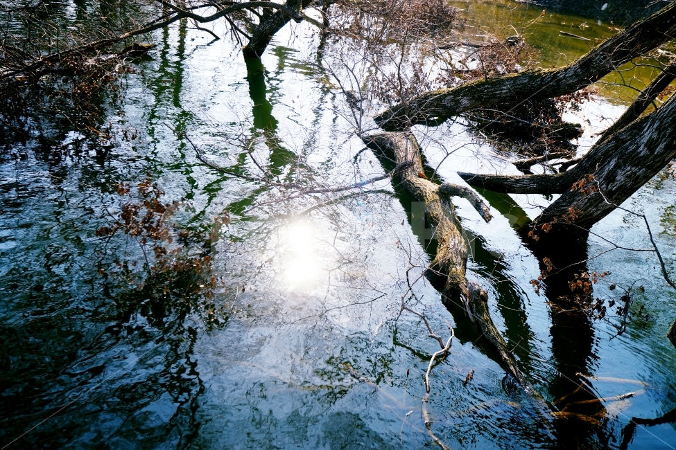 외로움,추움,호수,빛반사,겨울,가을,자연,풍경,nature,landscape,휴식,힐링,rest,relaxation,healing,tree,나무,plant,식물,light,빛,flare,플레어