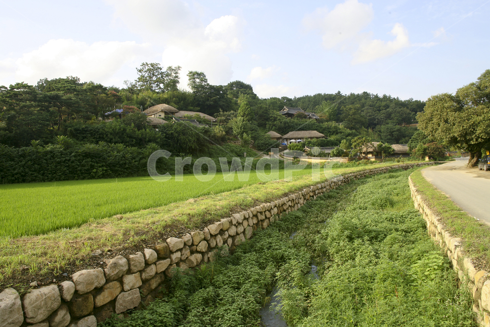 nature,outdoors,옥외,field,들,마을,벼,논,개울,농업,농사,agriculture,farming,farming industry