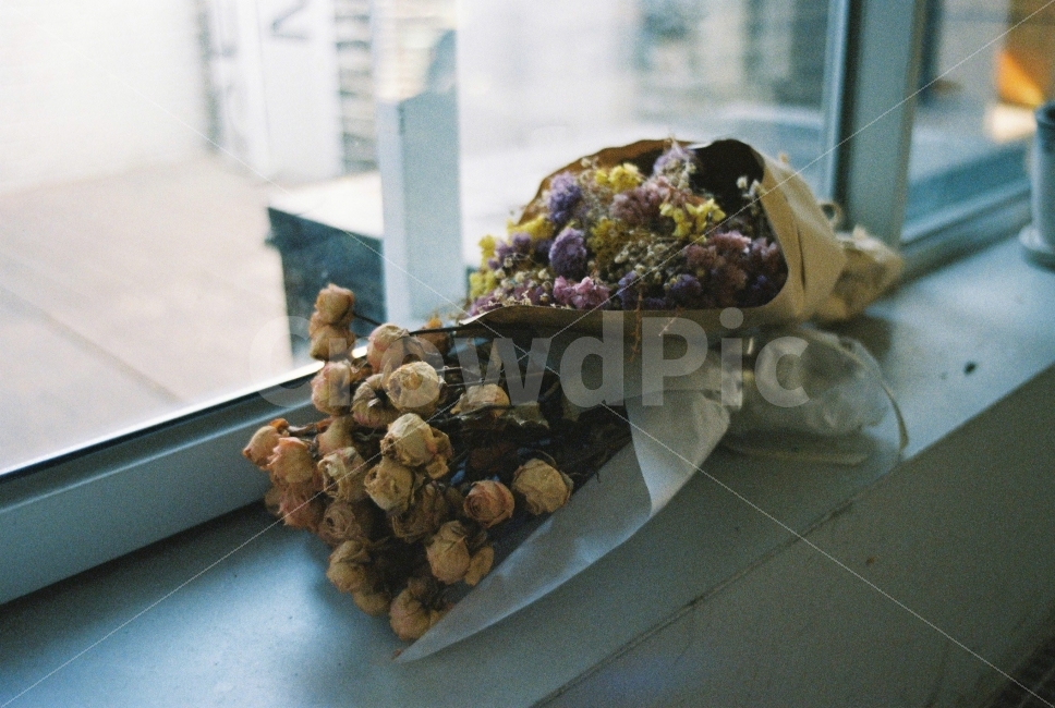 드라이플라워,필카,감성,창문,장미,말린꽃,꽃,쓸쓸함,차가움,두려움,flower,rose,film,식물,자연,plants,nature,꽃,flower,감성,sensible,feeling
