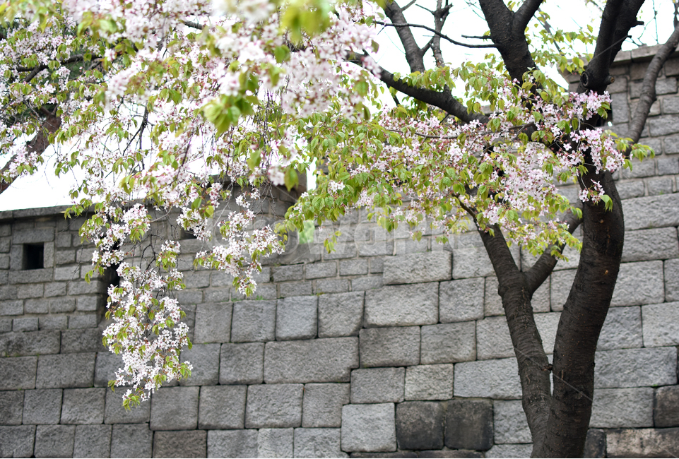 한양도성,서울성곽,낙산공원,벚꽃,도성,봄,계절,spring,season,식물,자연,plants,nature,꽃,flower,나무,trees,wood,path,통로,walkway,보도,plant,sidewalk,pavement,포장