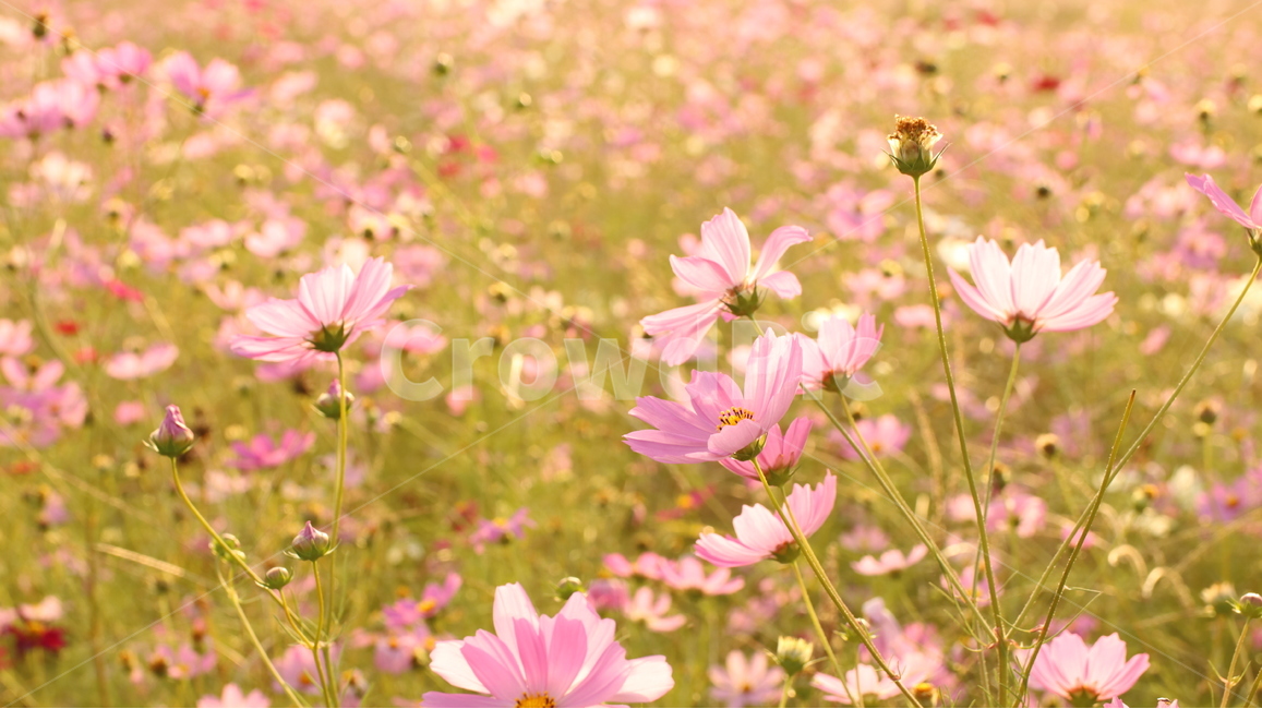 코스모스,cosmos,꽃,flower,분홍색,분홍,흰색,화이트,핑크,pink,white,color,코스모스꽃,예쁜,pretty,beautiful,아름다운,한해살이풀,꽃밭,flowergarden,가을,autumn,fall,가을,계절,fall,autumn,season,식물,자연,plants,nature,꽃,flower,plant,blossom,petal,꽃잎