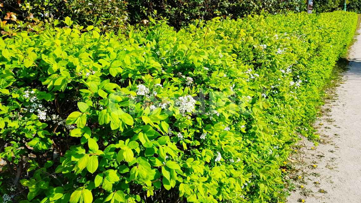 정원,공원,원예,흰꽃,가든,식물,자연,plants,nature,꽃,flower