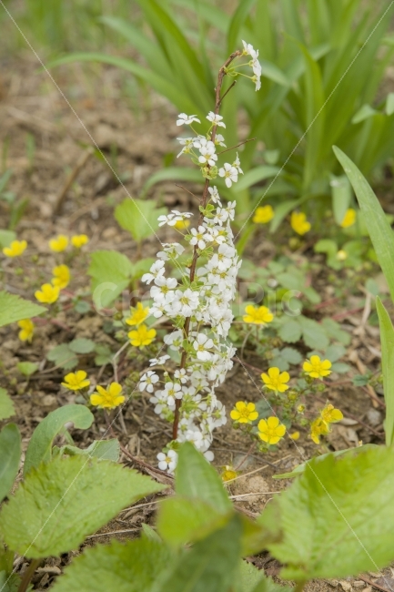봄,봄꽃,하얀꽃,노란꽃,들꽃,식물,자연,plants,nature,봄,계절,spring,season,꽃,flower,plant,potted plant,화분,vase,병 장식,jar,항아리,pottery,도기류