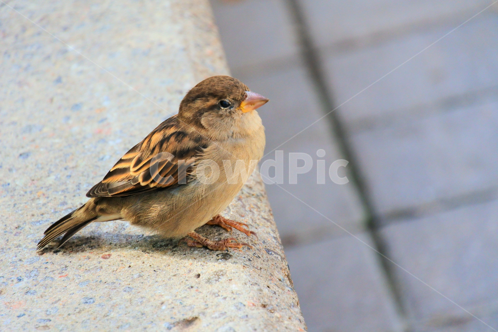 참새,새,작은새,bird,sparrow,앉아있는새,귀여운새,동물,animal,조류,새,birds