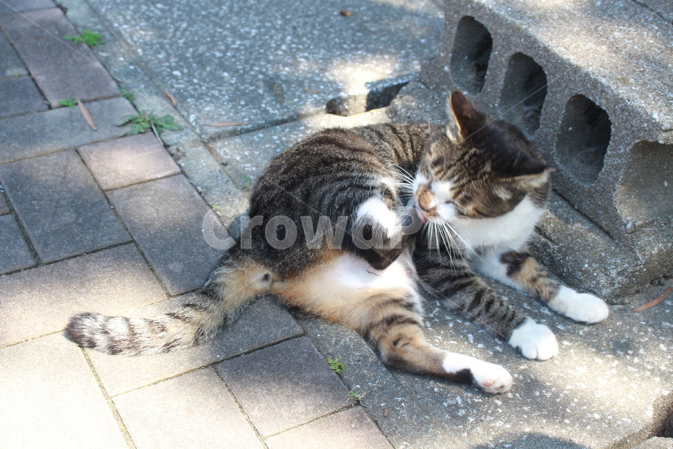 고양이,거리,고양이한마리,pet,애완동물,쉬고있는고양이,동물,animal,포유류,mammal,고양이,cat,kitten,kitty