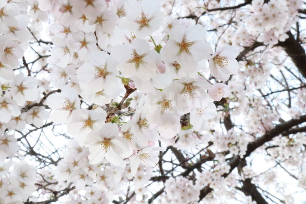 벚꽃,식물,벚꽃나무,자연,봄,봄,계절,spring,season,식물,자연,plants,nature,꽃,flower,plant,cherry blossom,blossom