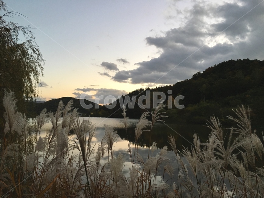 plant,식물,grass,잔디,lawn,reed,갈대,저수지,호수,구름,풍경,자연,억새