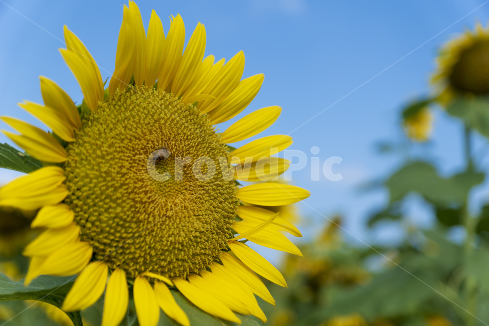해바라기,노란색,하늘,파란색,여름,꽃,식물,자연,plants,nature,꽃,flower