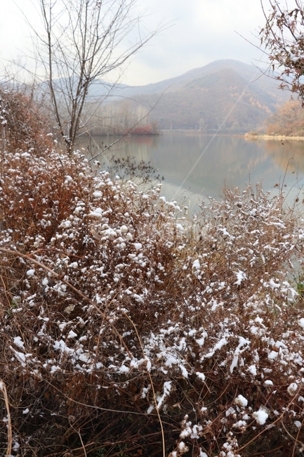 겨울,눈,강,풍경,식물,겨울,계절,winter,season,자연,풍경,nature,landscape,한국자연풍경,한국자연경관,korea nature landscape