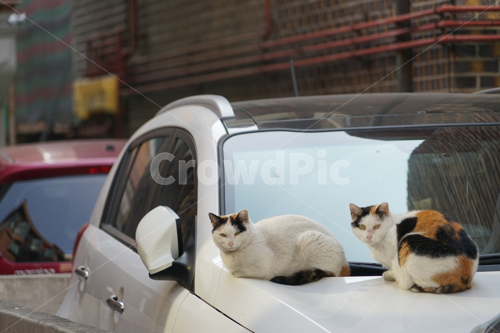 고양이,동물,포유류,길냥이,cat,animal,pet,동물,animal,포유류,mammal,고양이,cat,kitten,kitty