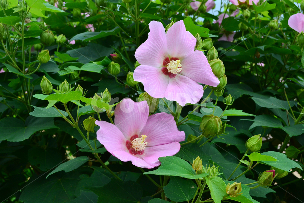 꽃,자연,식물,무궁화,hibiscus,roseofsharon,식물,자연,plants,nature,꽃,flower