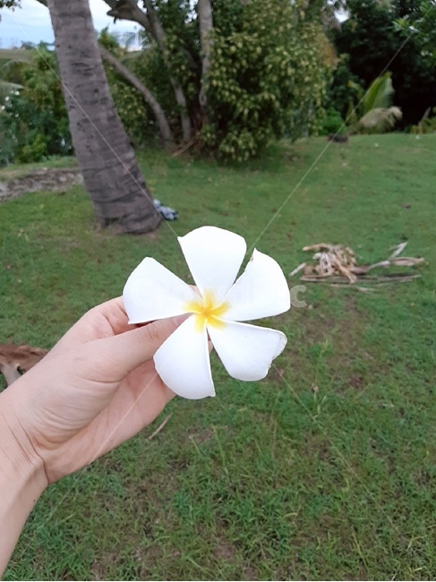꽃,휴양지,자연풍경,야자수,신혼,자연,힐링,꽃,flower