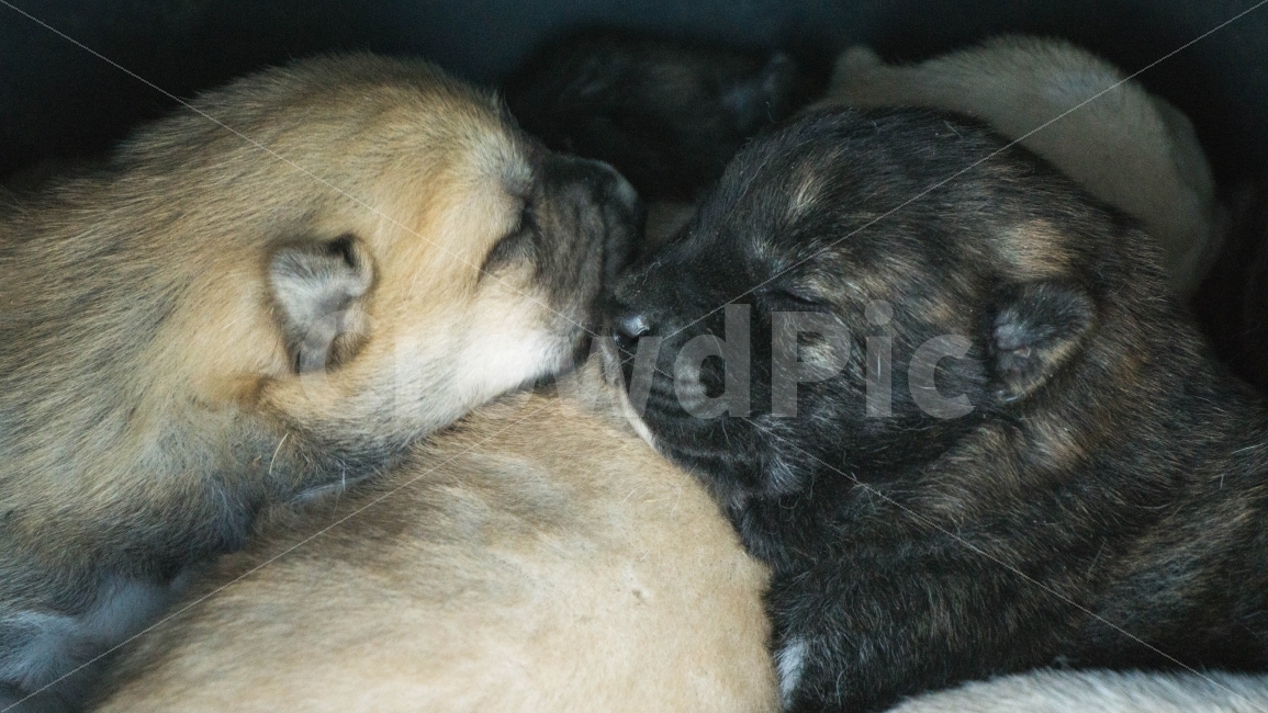 동물,강아지,dog,새끼강아지,애완동물,개,잠,동물,animal,개,강아지,dog,doggy,포유류,mammal