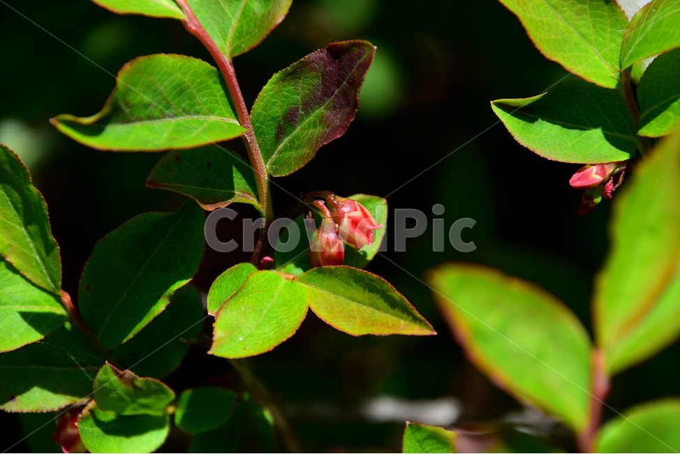 산앵도나무,야생화,꽃,식물,자연,생태,플라워,flower,plants,nature,식물,자연,plants,nature,꽃,flower