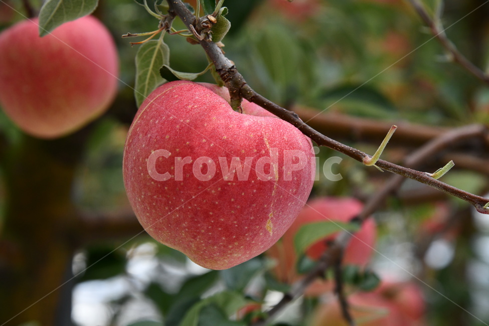 사과,과수원,과일,apple,plant,food,식품,fruit,식물,과일,열매,fruit