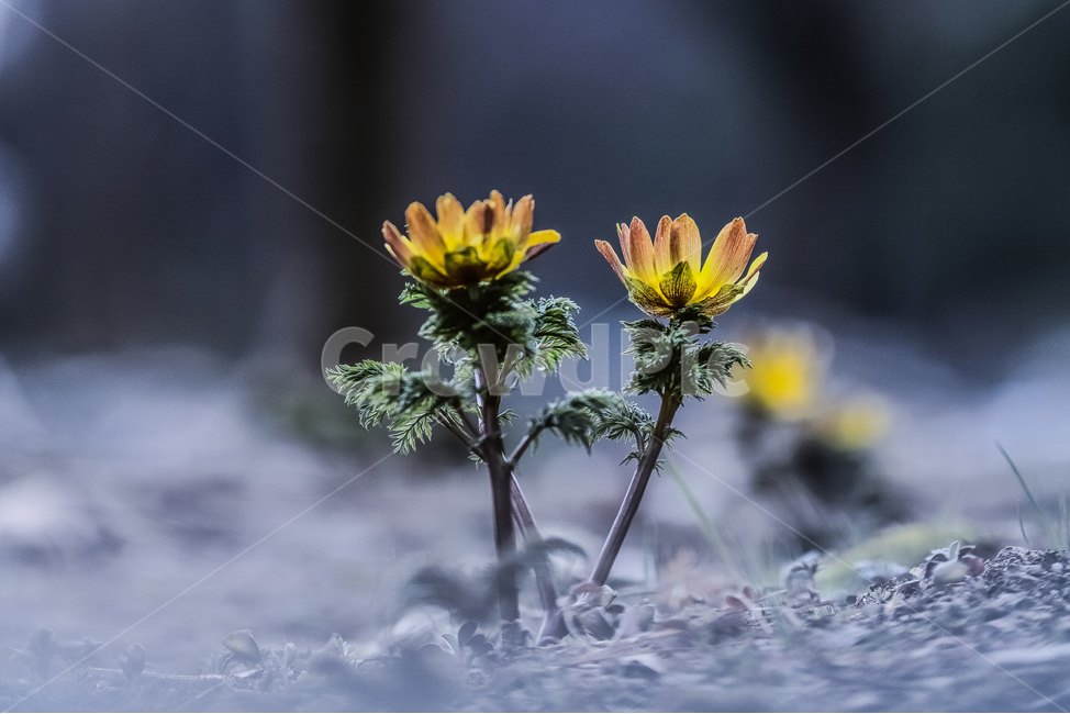 봄,산책,꽃,복수초,힐링,공원,수목원,노랑색,식물,자연,plants,nature,꽃,flower