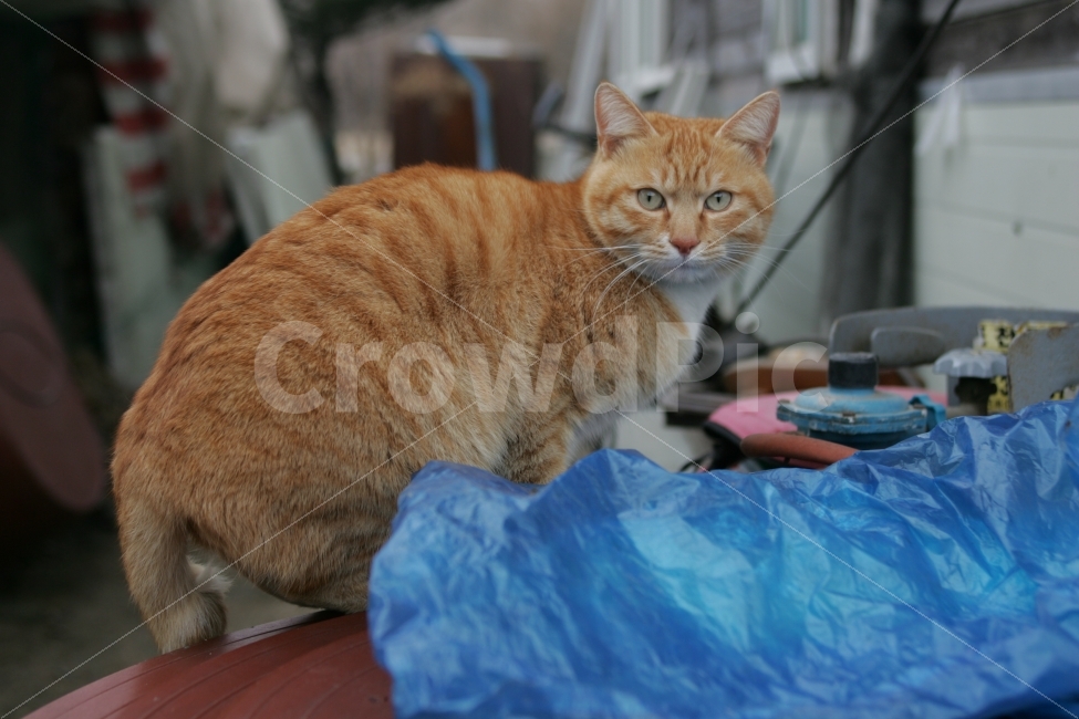 ,동물,animal,포유류,mammal,고양이,cat,kitten,kitty