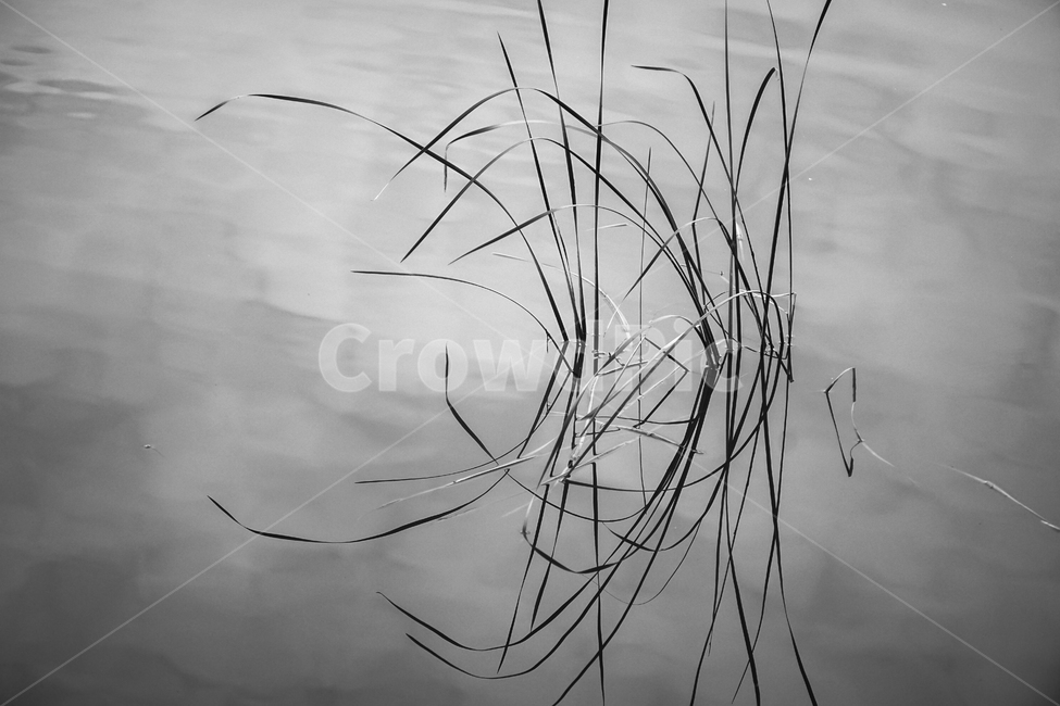 수초,풀,식물,수생,자연,반영,투영,식물,자연,plants,nature,흑백,모노톤,monochrome,black and white