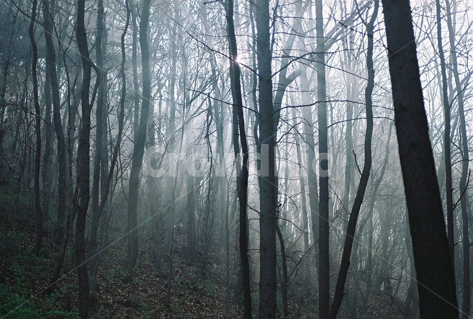 빛내림,안개,나무,풍경,nature,landscape,trees,자연,풍경,nature,landscape,식물,plants,나무,trees,wood,감성,sensible,feeling