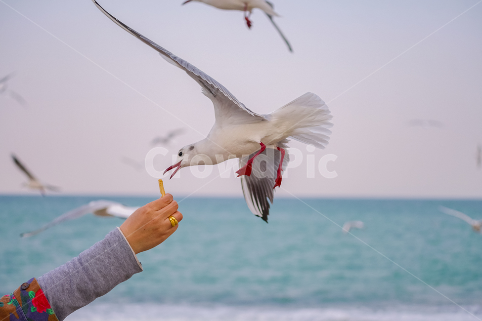 바다갈매기,갈매기먹이,갈매기비행,바다풍경,해변,동물,animal,조류,새,birds
