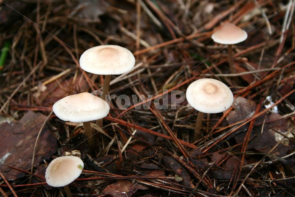 버섯,독버섯,야생버섯,버섯생태,숲속생태,버섯,mushroom
