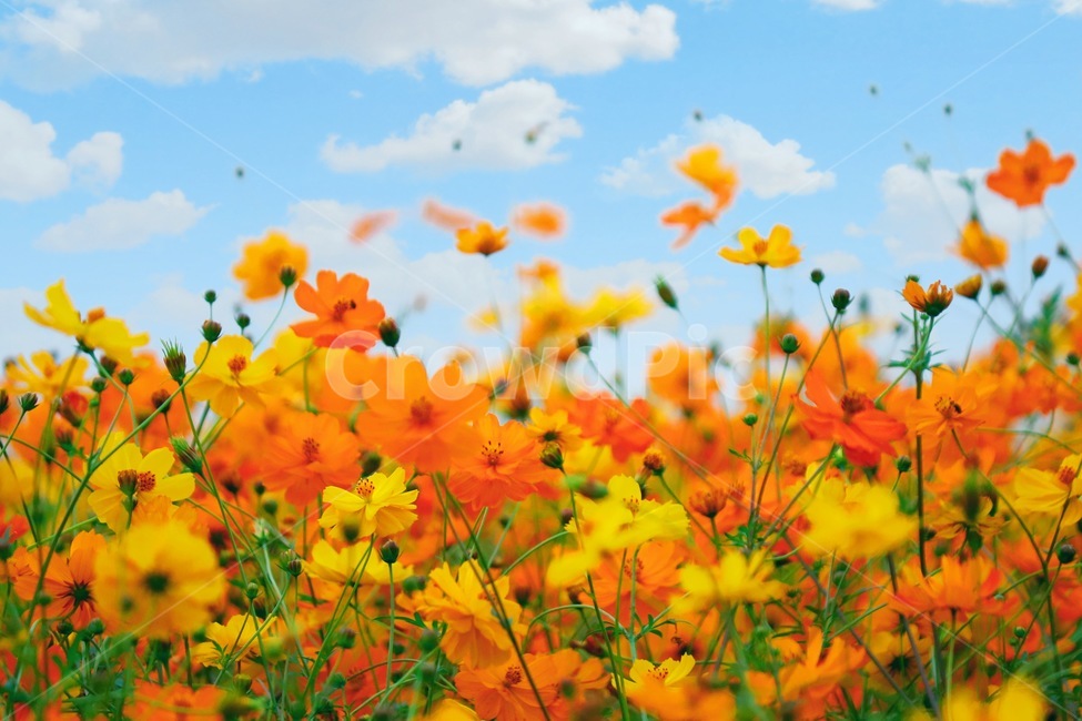 식물,코스모스,황화코스모스,자연,기쁨,감성,감동,추억,식물,자연,plants,nature,꽃,flower
