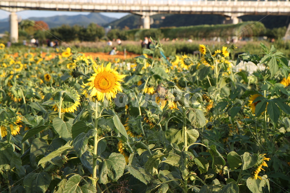 plant,flower,식물,꽃,해바라기,축제,식물,자연,plants,nature,꽃,flower
