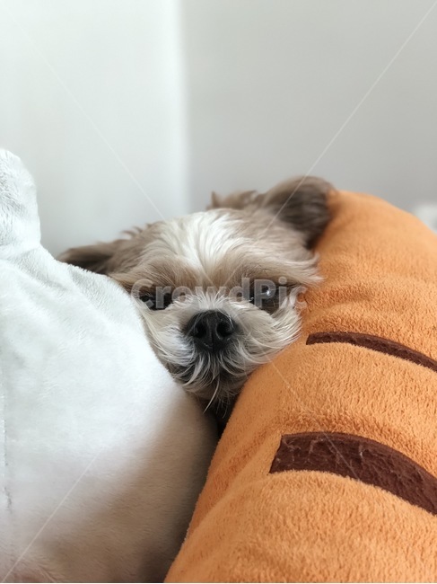 반려동물,애완견,시츄,강아지,dog,배게,포근함,귀여움