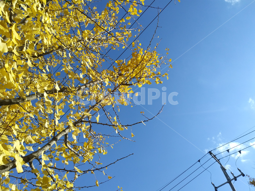 은행잎,가을,푸른하늘,은행나무,나뭇잎,나무,나뭇가지,식물,plant,tree,autumn,노란색,푸른색,색상,야외,화창한,청명한,쾌청한,계절,yellow,sunshine,blue,sky,outdoor,하늘,가을,계절,fall,autumn,season,식물,자연,plants,nature,나무,trees,wood