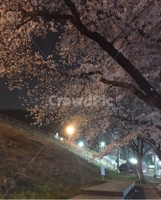 밤,벚꽃,나무,식물,plant,식물,자연,plants,nature,꽃,flower