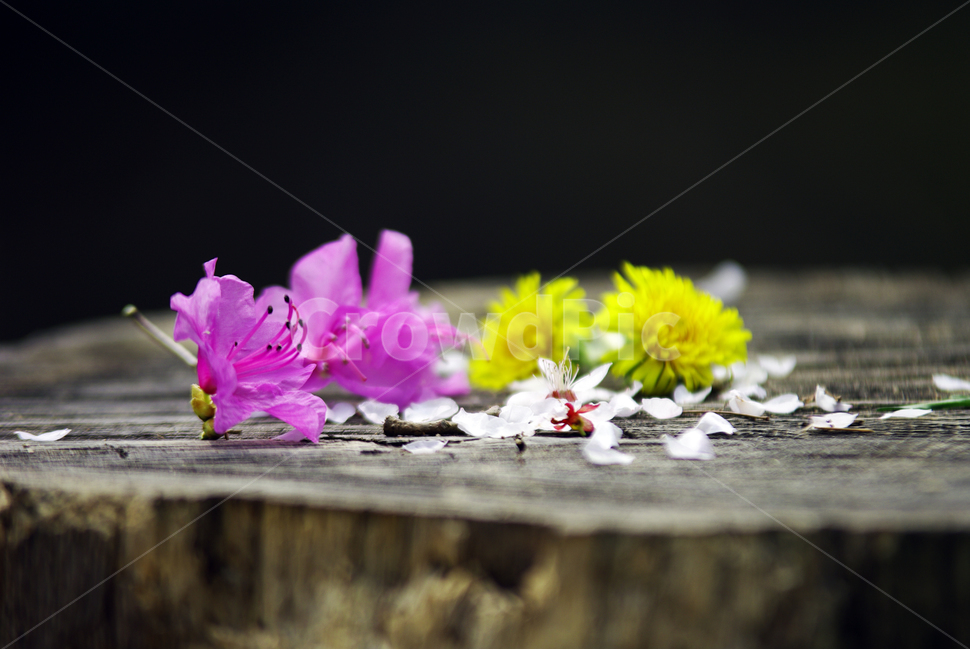 노란국화,진달래,봄,꽃무리,벚꽃잎,꽃,flower