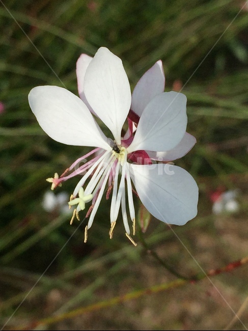 자연,꽃,바늘꽃,awillowherb,식물,식물,자연,plants,nature,꽃,flower