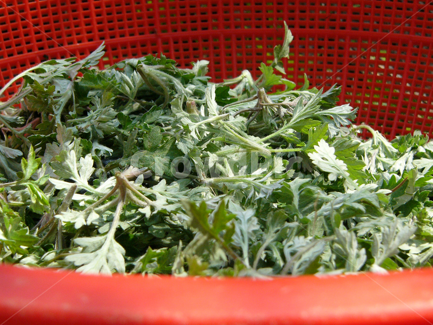 쑥,쑥나물,채소,봄나물,쑥캐기,채소,야채,vegetables