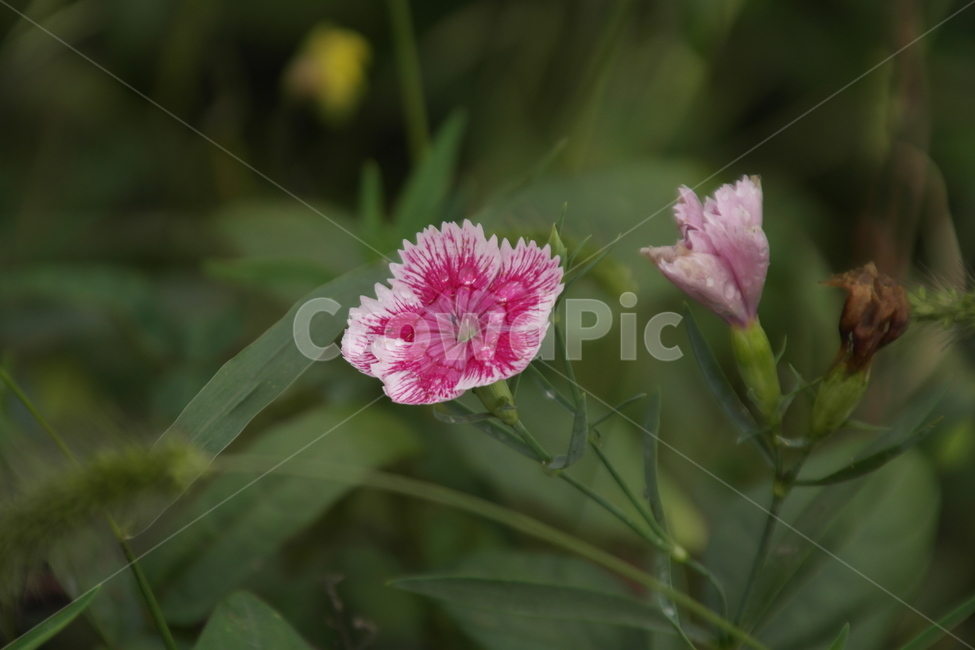 상록패랭이,패랭이꽃,패랭이,빨간패랭이꽃,상록패팽이꽃,꽃,flower