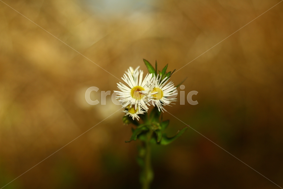꽃,야생화,보케,쓸쓸함,홀로외로이,식물,자연,plants,nature,꽃,flower