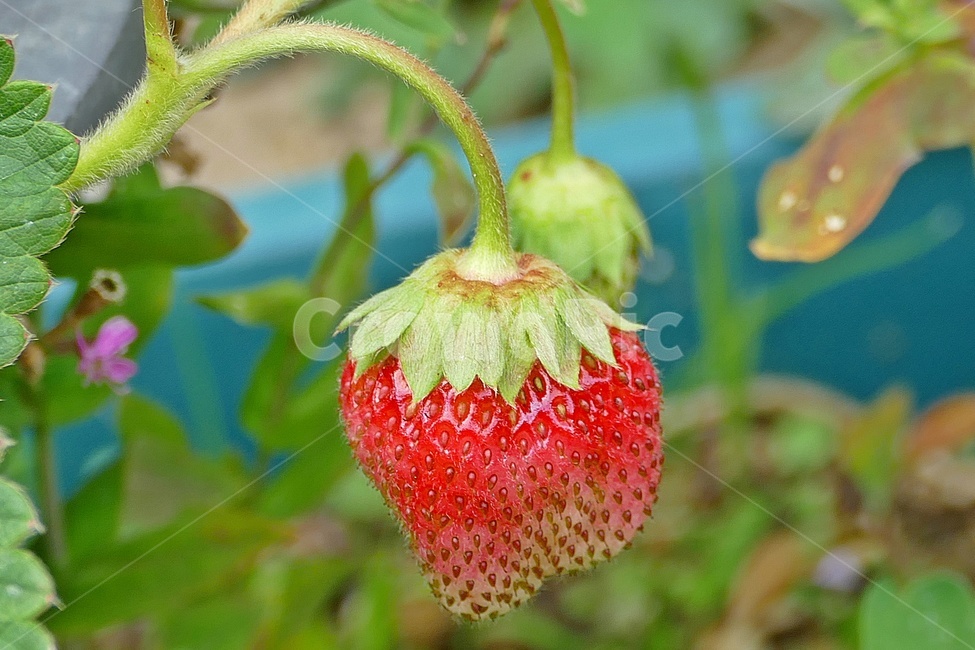 딸기,식물,과일,음식,붉은과일,과일,열매,fruit