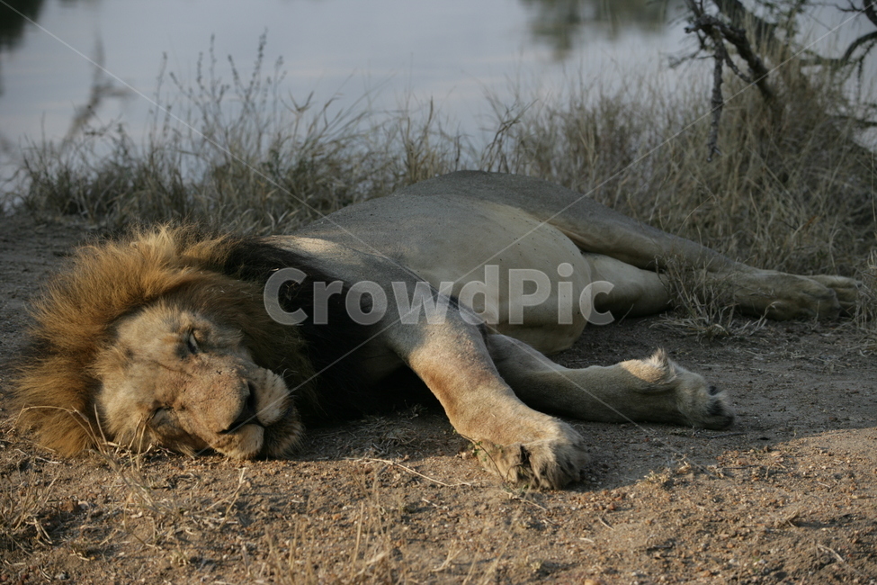 mammal,포유류,animal,동물,lion,사자,wildlife,야생동물,숫사자,사파리,동물,animal,포유류,mammal