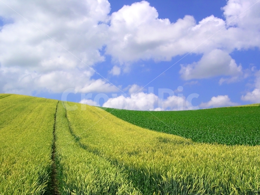 배경,배경이미지,배경사진,백그라운드,빽그라운드,background,풍경사진,바탕화면,바탕이미지,컬러,칼라,컬러풀,color,colorful,밀밭,밀,논,논밭,밭,식량,작물,농작물,풍경,하늘,구름,자연,풍경,nature,landscape,시골,마을,country,rural,town,outdoors,옥외,field,들,grassland,목초지