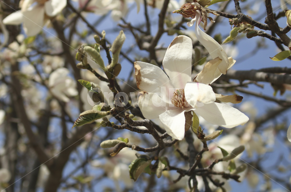 plant,식물,flower,blossom,꽃,목련,백목련,흰꽃,하얀꽃,봄꽃,spring,봄,white,whiteflower