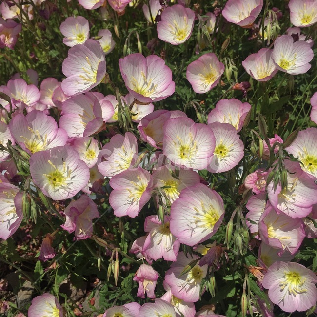 봄,봄꽃,달맞이꽃,보라색꽃,flower,꽃,들꽃