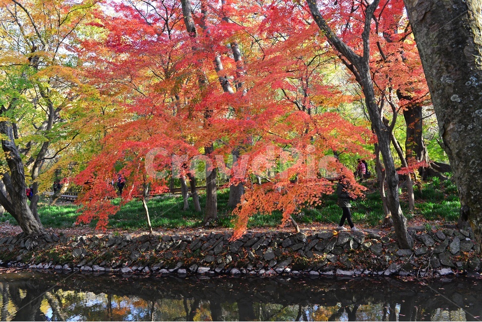 고창,선운사,도솔천,선운사가을,도솔천만추,계곡,가을,계절,추색,추경,만추,경치,경관,풍경,water,물,leaf,잎,nature,자연,outdoors,옥외,maple,단풍,plant,식물,tree,나무,treetrunk,나무줄기