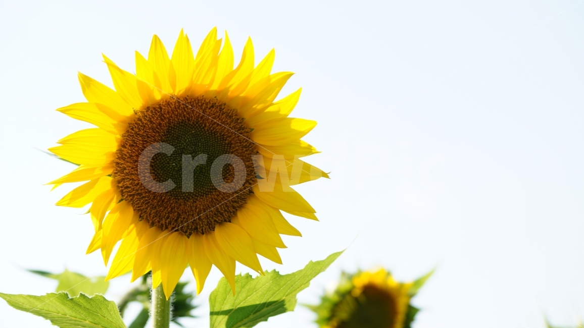 해바라기,해바라기축제,가을,꽃,식물,여름,계절,summer,season,식물,자연,plants,nature,꽃,flower,plant,blossom