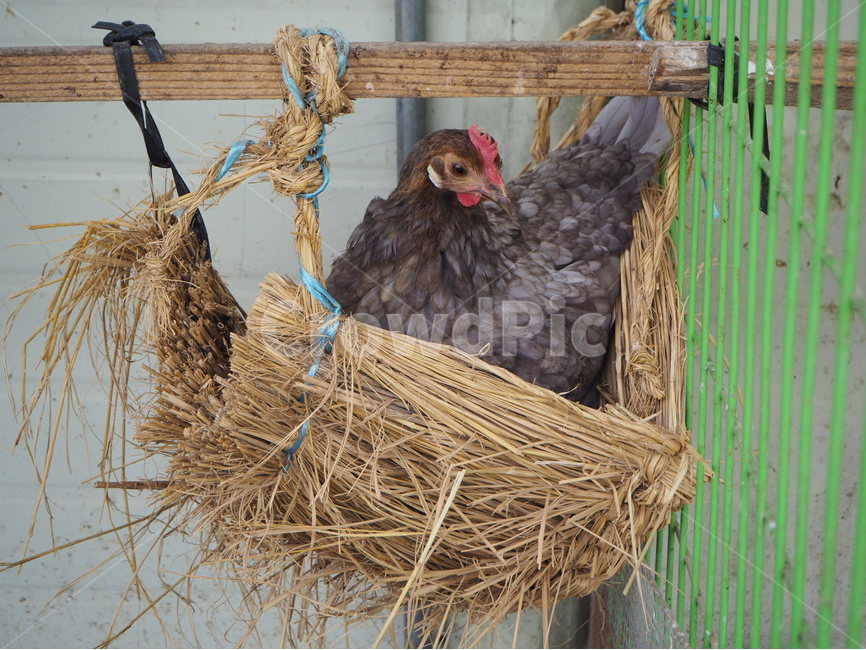 닭,양계장,닭장,조류,새,chicken,bird,동물,검정,생명,둥지,지푸라기,자연,일상,색감,emotion,daily,sensible,feeling,healing,snap,스냅,landscape,감성사진,동물,animal,조류,새,birds